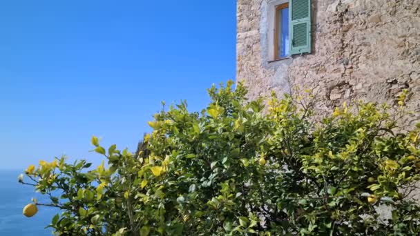 Limon Ağacı Akdeniz Manzaralı Eski Bir Taş Evin Yanında Fransız — Stok video