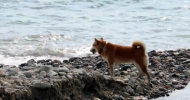 Güzel Shiba Inu köpeği sahilde kokluyor. Görüntüyü Kapat - DCi 4K Çözünürlüğü