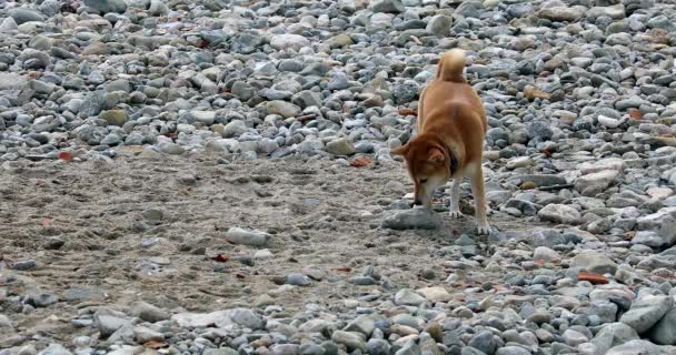 Hermoso Perro Shiba Inu Olfateando Playa Vista Cerca Resolución Dci — Vídeos de Stock