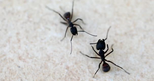 Schůzka Mezi Dvěma Černými Mravenci Pohled Zblízka Makro Snímek Rozlišení — Stock video