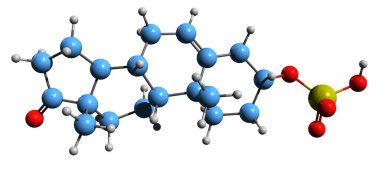  DHEA sülfatının moleküler kimyasal yapısı beyaz arka planda izole edilmiş olan 3 boyutlu Dehydroepiandrosterone sülfat iskelet formülü.