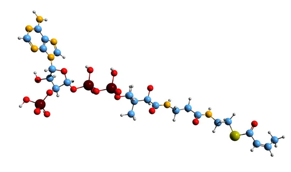 Crotonyl Coa Iskelet Formülünün Boyutlu Görüntüsü Crotonyl Coenzimin Moleküler Kimyasal — Stok fotoğraf