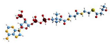 Beta-Hydroxybutyryl-CoA iskelet formülünün 3 boyutlu görüntüsü - 3-hidroksibütil-coenzimin moleküler kimyasal yapısı - beyaz arka planda izole edilmiş