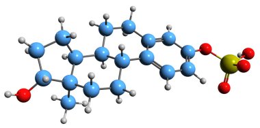 3D image of Estradiol sulfate skeletal formula - molecular chemical structure of natural endogenous steroid isolated on white background