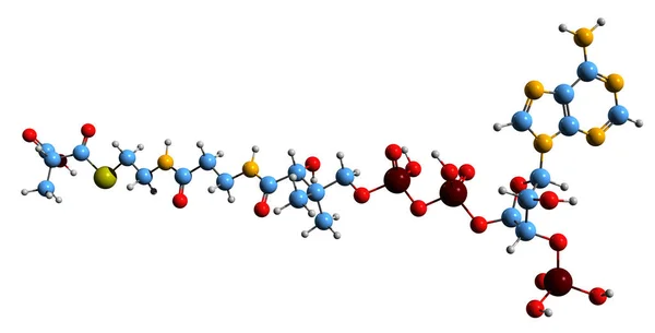 Image Methylmalonyl Coa Skeletal Formula Molecular Chemical Structure Biosynthesis Succinyl —  Fotos de Stock