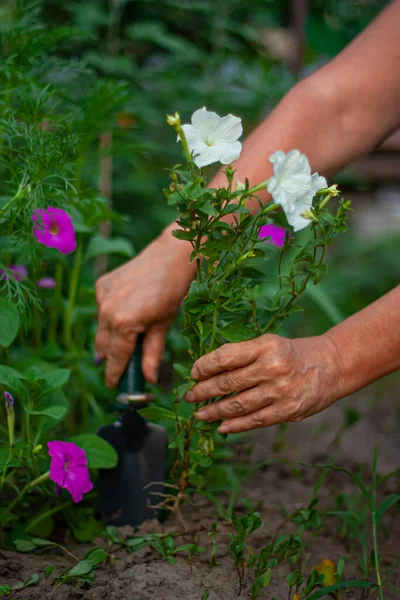 Frau Pflanzt Neue Pflanze Hände Aus Nächster Nähe Beim Pflanzen — Stockfoto