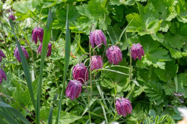 Fritillaria meleagris botanik bahçesinde. Genel adı satranç çiçeği.