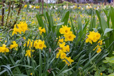 Moskova, Rusya 'daki Apothecary Garden' da yabani nergisler (Narcissus pseudonarcissus)