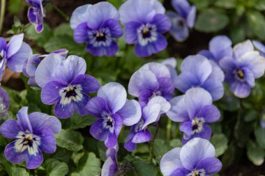 Çiçekli Viola çayırı üç renkli çiçeklerle yakın plan