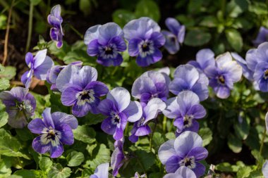 Çiçekli Viola çayırı üç renkli çiçeklerle yakın plan