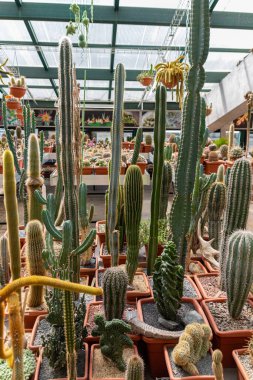 Moskova, Rusya 'daki Apothecary Garden' daki serada farklı lezzet ve kaktüs türleri