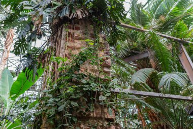 Moskova, Rusya 'daki Apothecary Garden' daki farklı tropikal bitkiler.