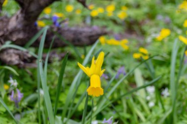 Moskova, Rusya 'daki Apothecary Garden' da yabani nergisler (Narcissus pseudonarcissus)