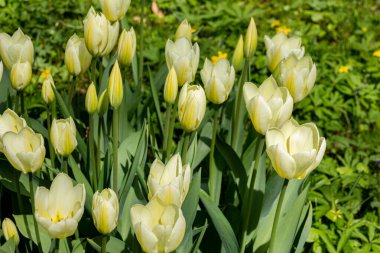 Moskova, Rusya 'daki Apothecary Garden' da güzel yeşil lale çiçekleri