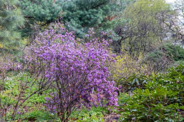Rusya, Moskova 'daki Apothecary Garden' da Açan Rododendron