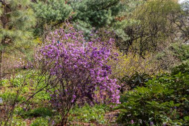 Rusya, Moskova 'daki Apothecary Garden' da Açan Rododendron
