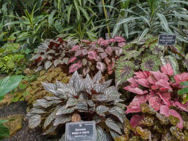 Moskova, Rusya 'daki Apothecary Garden' daki seradaki farklı Begonya türleri