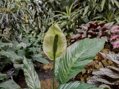 Moskova, Rusya 'daki Apothecary Garden' daki farklı tropikal bitkiler.