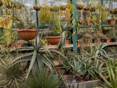 Moskova, Rusya 'daki Apothecary Garden' daki serada farklı sulu türler.