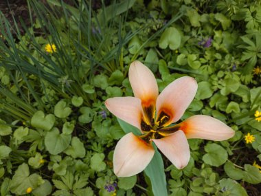 Üç renkli bir Sparaxis çiçeğinin pembe çiçeği veya Güney Afrika 'ya özgü bir Harlequin çiçeği