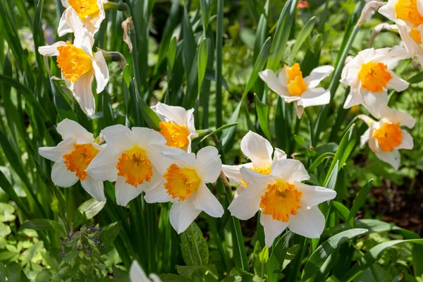 Şairin Narsist Sülün Gözü Çiçeğinin Fotoğrafı Botanik Bahçesindeki Narcissus Şiiri — Stok fotoğraf