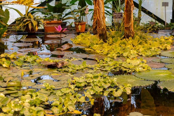 Victoria Amazonica Další Tropické Rostliny Skleníku Apotecary Garden Moskvě Rusko — Stock fotografie
