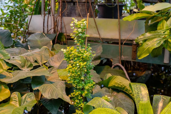 Různé Tropické Rostliny Skleníku Apotecary Garden Moskvě Rusko — Stock fotografie