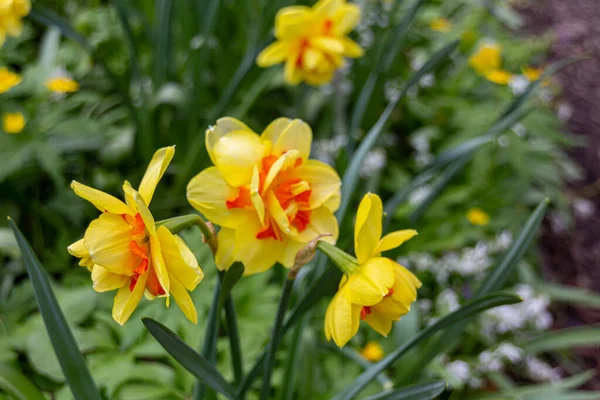 Nergis Sarı Trompet Narcissus Tazetta Moskova Apothecary Garden Rusya — Stok fotoğraf