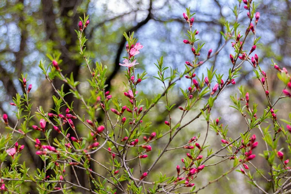 Belos Botões Cor Rosa Uma Árvore Jardim Apotecário Moscou Rússia — Fotografia de Stock