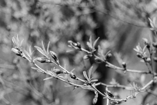 Černobílá Fotografie Větve Pupeny Apothecary Garden Moskvě Rusko — Stock fotografie