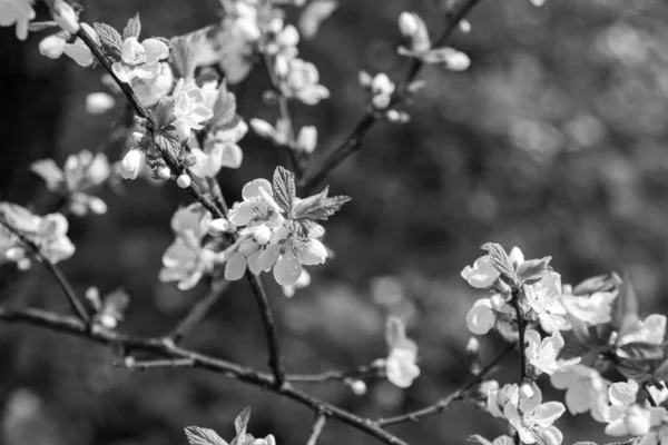 Gros Plan Sur Les Cerisiers Fleurs Printemps Photo Noir Blanc — Photo