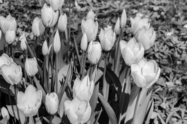 Beautiful Black White Photo Blooming Tulip Flowers Apothecary Garden Moscow — Stock Photo, Image