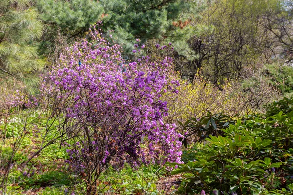 Blommande Rhododendron Apothecary Garden Moskva Ryssland — Stockfoto