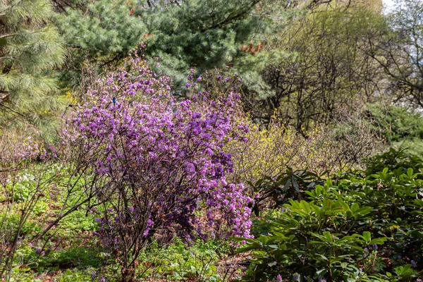 Kwitnący Rododendron Ogrodzie Aptekarskim Moskwie Rosja — Zdjęcie stockowe