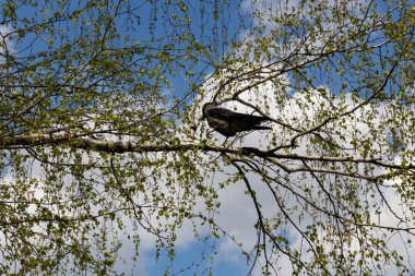 Bir huş ağacının dalında oturan kuzgun mavi bahar gökyüzüne karşı bulutlarla