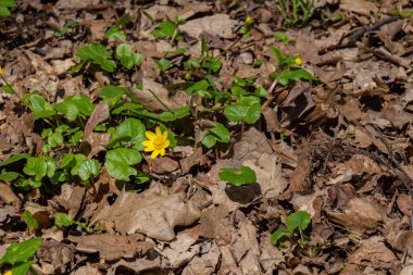İncir çiçeği yaprakların arasından filizlenir. Baharın ve yeni hayatın sembolü.
