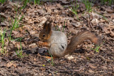 Baharda fındık yiyen sincap.