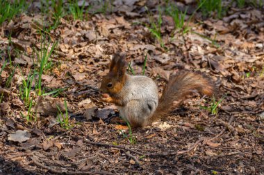 Baharda fındık yiyen sincap.
