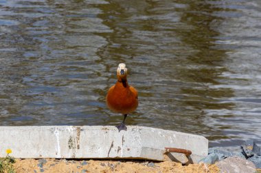 The ruddy shelduck staying on one paw in the pond during spring clipart