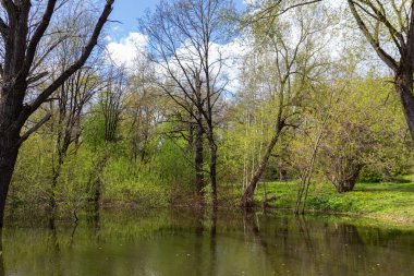 İlkbaharın başlarında Moskova Bilim Akademisi Botanik Bahçesi 'nde küçük doğal gölet