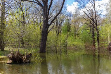 İlkbaharın başlarında Moskova Bilim Akademisi Botanik Bahçesi 'nde küçük doğal gölet