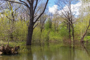 İlkbaharın başlarında Moskova Bilim Akademisi Botanik Bahçesi 'nde küçük doğal gölet