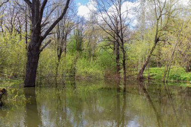 İlkbaharın başlarında Moskova Bilim Akademisi Botanik Bahçesi 'nde küçük doğal gölet