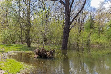 İlkbaharın başlarında Moskova Bilim Akademisi Botanik Bahçesi 'nde küçük doğal gölet