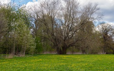 İlkbaharın başlarında Moskova Bilim Akademisi Botanik Bahçesi 'nde farklı ağaçların olduğu bir manzara. Çiçek açan ot incir çiçeğidir..
