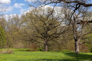 İlkbaharın başlarında Moskova Bilim Akademisi Botanik Bahçesi 'nde farklı ağaçların olduğu bir manzara. Çiçek açan ot incir çiçeğidir..