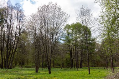 İlkbaharın başlarında Moskova Bilim Akademisi Botanik Bahçesi 'nde farklı ağaçların olduğu bir manzara. Çiçek açan ot incir çiçeğidir..