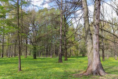 İlkbaharın başlarında Moskova Bilim Akademisi Botanik Bahçesi 'nde farklı ağaçların olduğu bir manzara. Çiçek açan ot incir çiçeğidir..