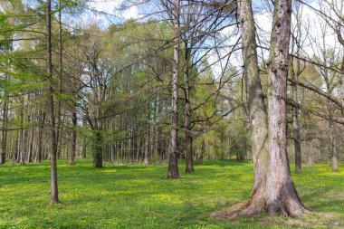 İlkbaharın başlarında Moskova Bilim Akademisi Botanik Bahçesi 'nde farklı ağaçların olduğu bir manzara. Çiçek açan ot incir çiçeğidir..
