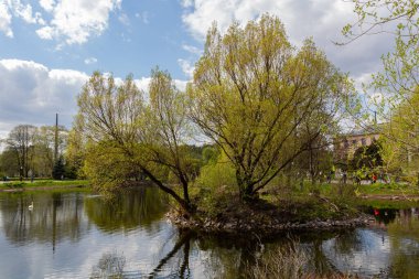 MOSCOW, RUSSIA - 07 Mayıs 2021: Moskova Botanik Akademisi 'nin ana binasının yakınındaki göldeki siyah beyaz kuğulara bakan insanlar